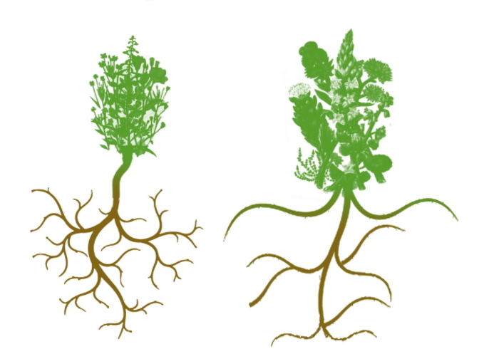 根系分析儀是一種植物生理儀器（根系分析儀操作步驟重點分析）